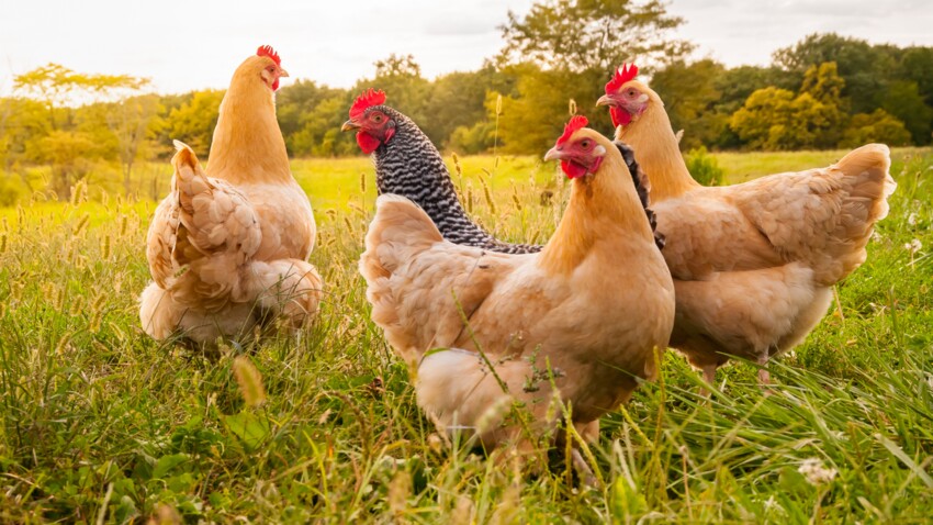 Grippe aviaire – renforcement des mesures de biosécurité