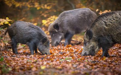 Battues de chasse hiver 2025/2026